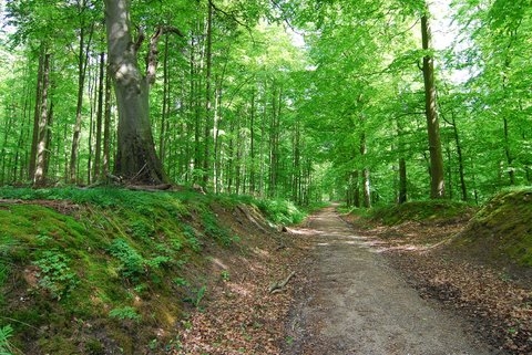 Annebjerg Skov