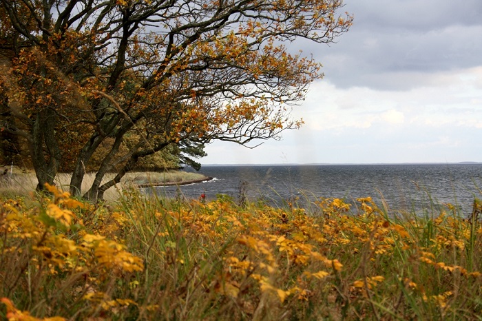 Kongsøre